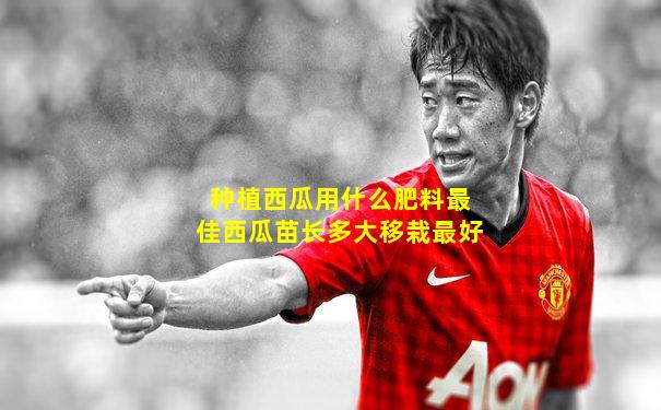 种植西瓜用什么肥料最佳西瓜苗长多大移栽最好